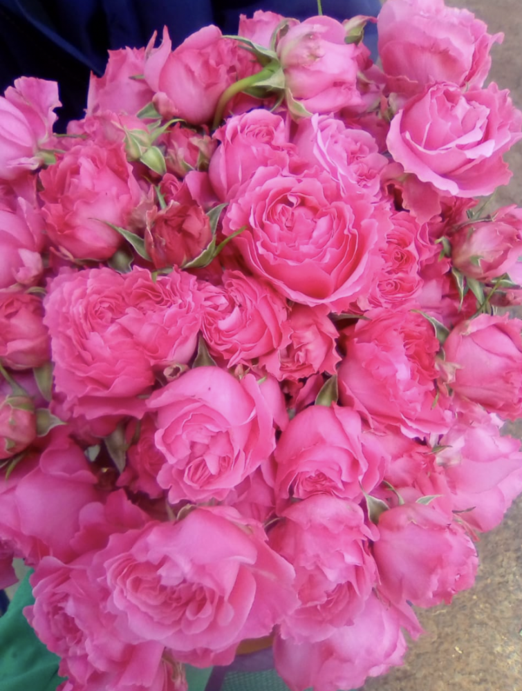 Garden Spray Rose Princess Meiko dark-pink 50 A1 Garden Spray Rose Princess Meiko 50 A1 TAMBUZI LTD KE buy wholesale on M-Flowers