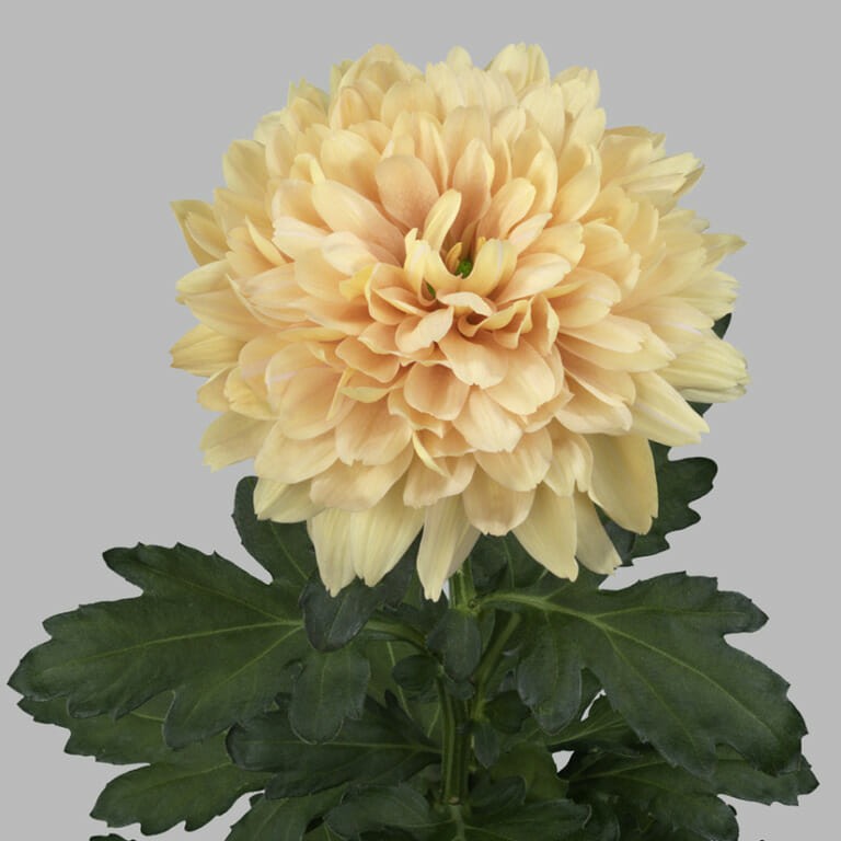 Chr G Kalimba Salmon peach 70 A1 Chr G Kalimba Salmon 70 A1 Decorum NL comprar al por mayor en M-Flowers