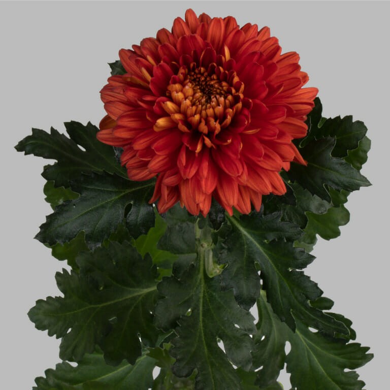 Chr G Tusca orange 70 A1 Chr G Tusca 70 A1 Decorum NL купить оптом на M-Flowers