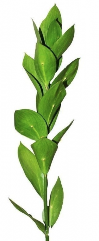 Groen Ruscus Hypophyllum 60 A1 Best Greens NL buy wholesale on M-Flowers