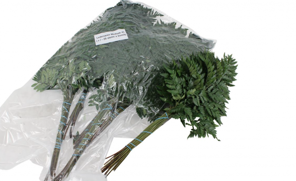 Groen Ledervaren Medium vacuum green 45 A1 Best Greens Netherlands buy wholesale on M-Flowers