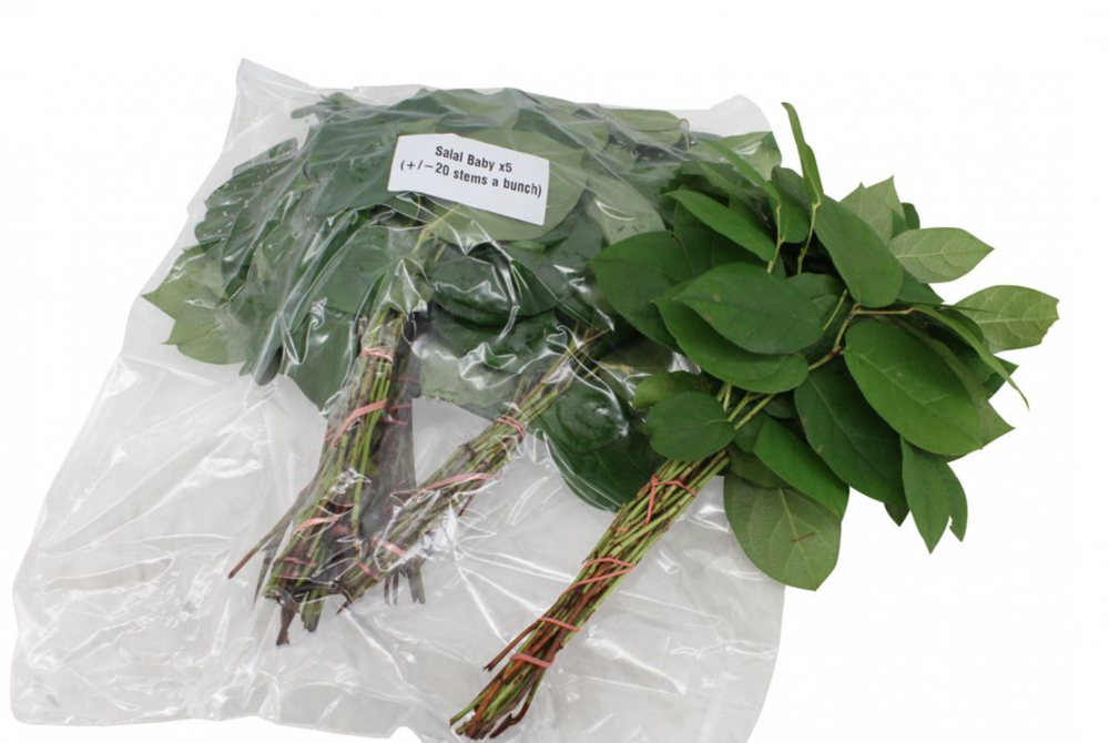 Groen Salal tips vaccum green 45 A1 Best Greens Netherlands buy wholesale on M-Flowers