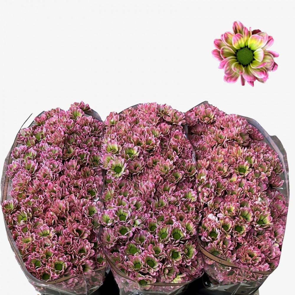 Chr San Bowie Hortensia multicolor 55 A1 Vannova Netherlands buy wholesale on M-Flowers