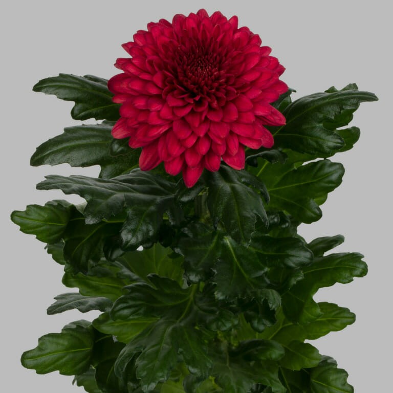 Chr G Lamira red red 70 A1 Chr G Lamira red 70 A1 Decorum NL buy wholesale on M-Flowers