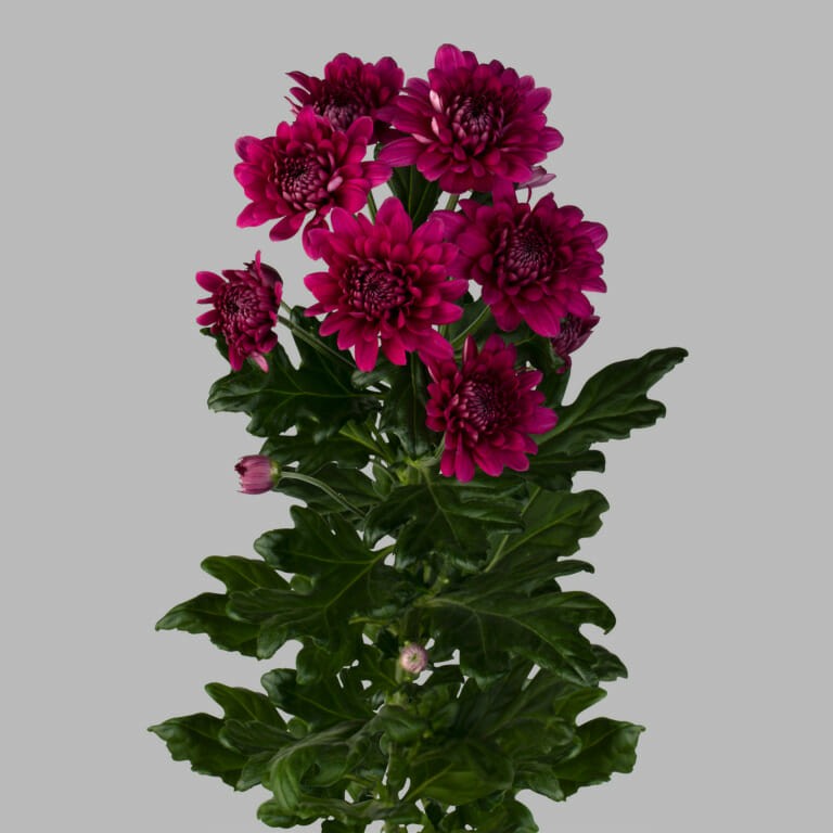 Chr t Lamira 70 A1 Zentoo NL buy wholesale on M-Flowers