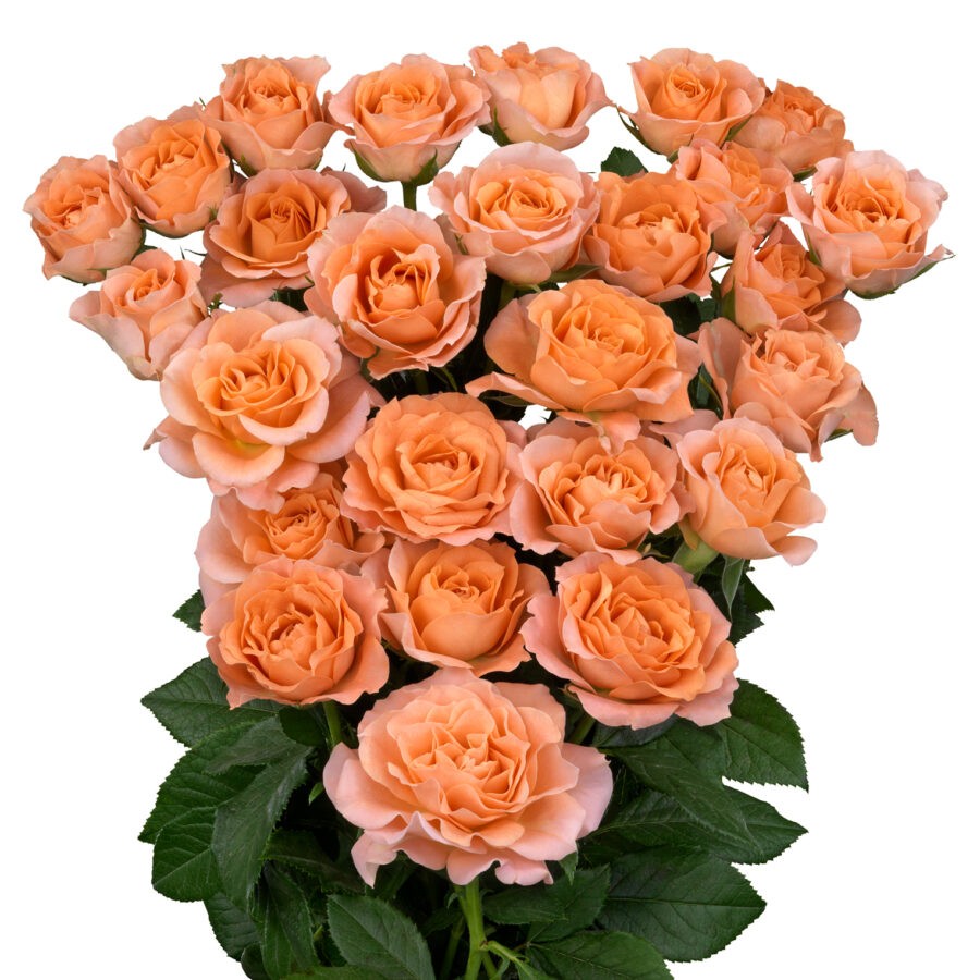 Spray roses Sundial 40 A1 WINCHESTER FARM LTD (Mzurie) KE buy wholesale on M-Flowers