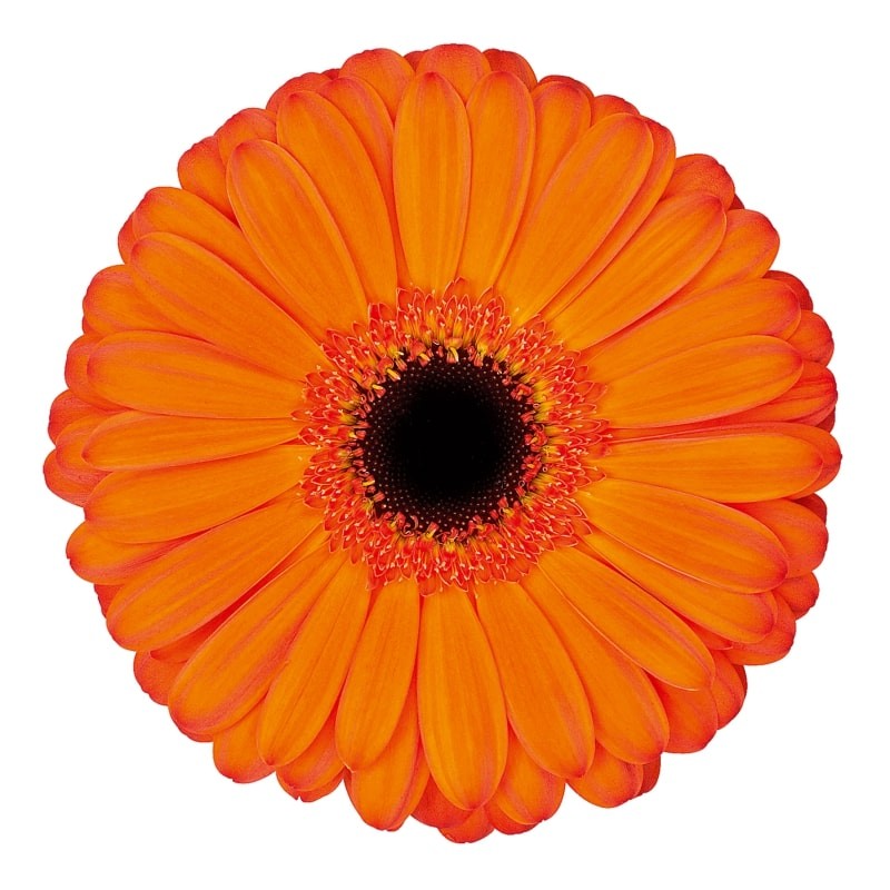 Ge Gr Applause orange 45 A1 Decorum Netherlands comprar al por mayor en M-Flowers