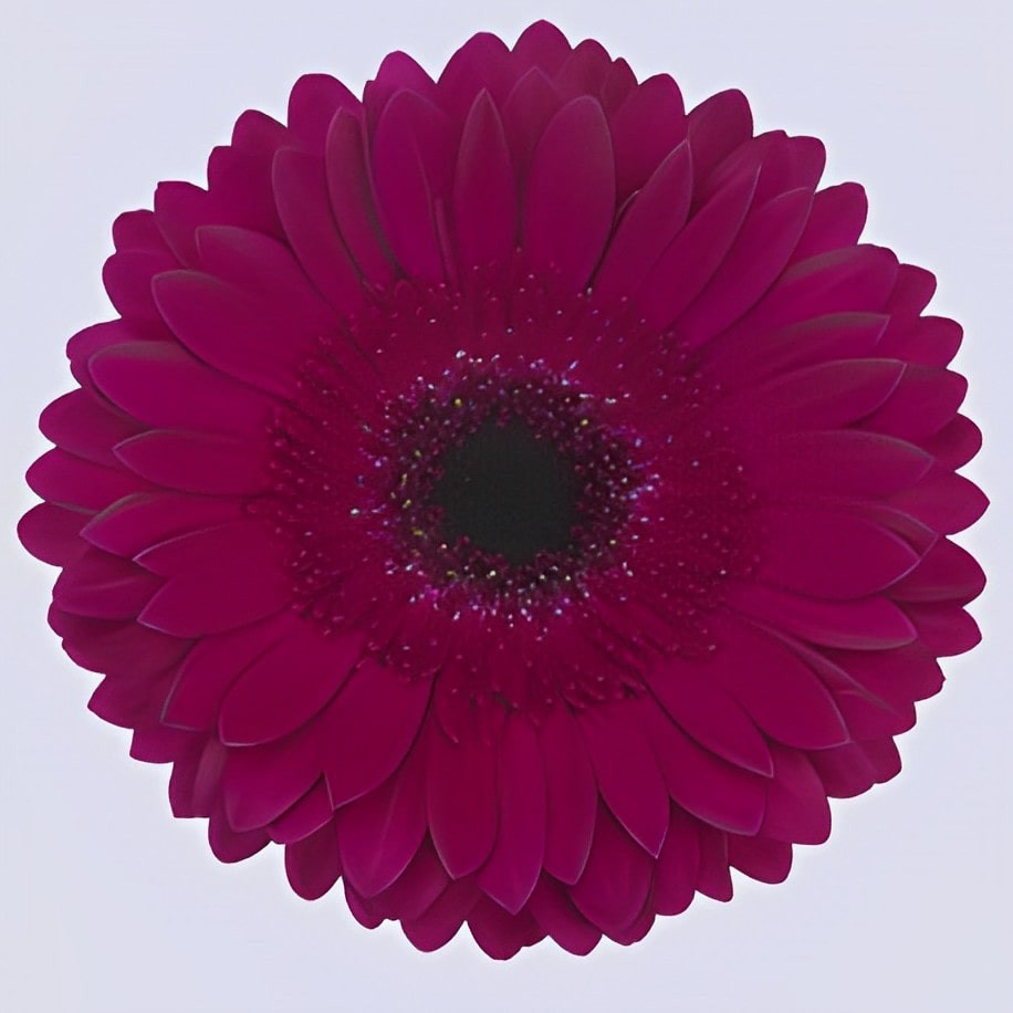 Ge Gr Passoa 45 A1 Decorum NL buy wholesale on M-Flowers