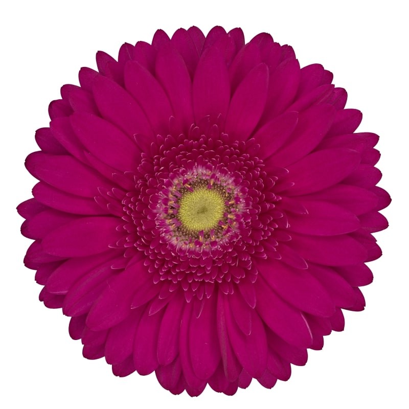 Ge Gr Riley dark-pink 45 A1 Florein Netherlands buy wholesale on M-Flowers