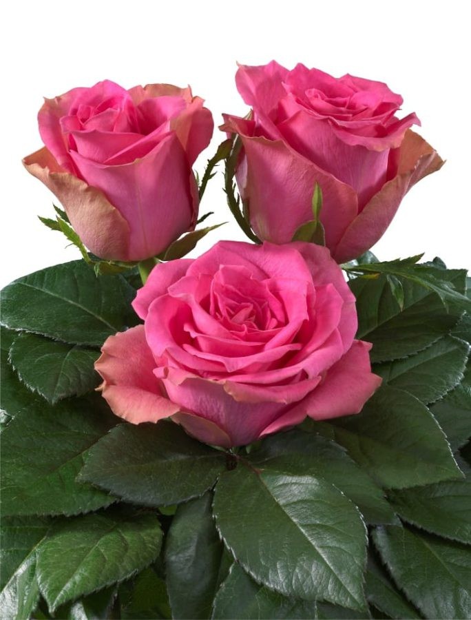 Rose Annakyra pink 40 A1 FRESH EXCHANGE FZCO Kenya buy wholesale on M-Flowers