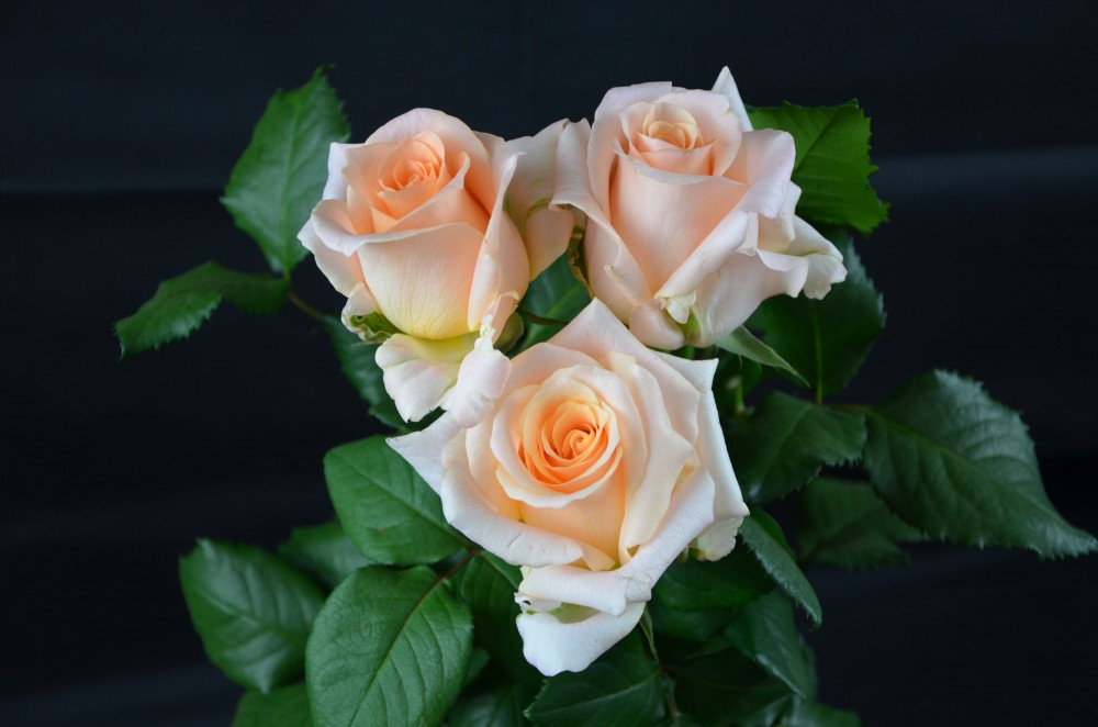 Rose Efi peach 60 A1 Red Lands Roses Kenya buy wholesale on M-Flowers