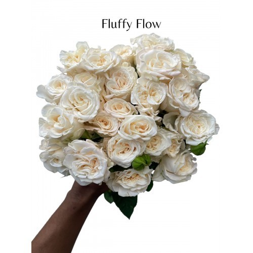 Garden Spray Rose Fluffy flow cream 40 A1 Garden Spray Rose Fluffy flow 40 A1 RED LANDS ROSES LTD KE comprar al por mayor en M-Flowers