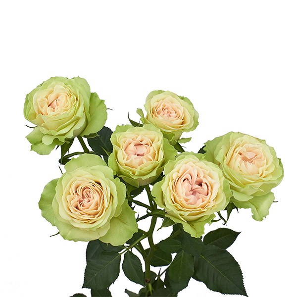 Spray roses Fibonacci Yantra peach 50 A1 Flower Village Ecuador comprar al por mayor en M-Flowers
