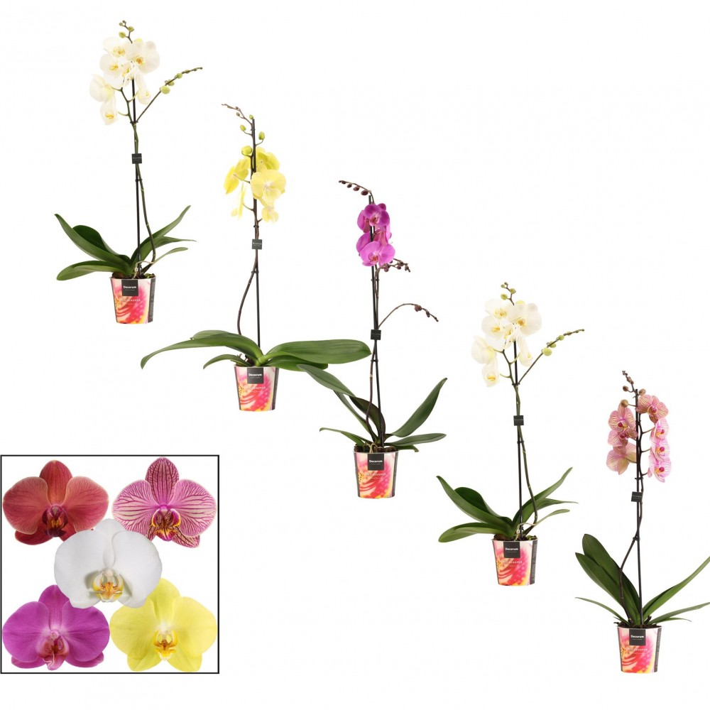 Plants Phalaenopsis 1-tak 9+ vertakt mix lang multicolor 75 A1 Decorum Netherlands buy wholesale on M-Flowers