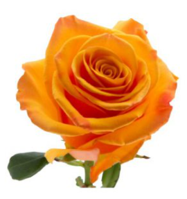 Rose Tycoon orange 50 A1 Rose Tycoon 50 A1 La Rosa EC buy wholesale on M-Flowers