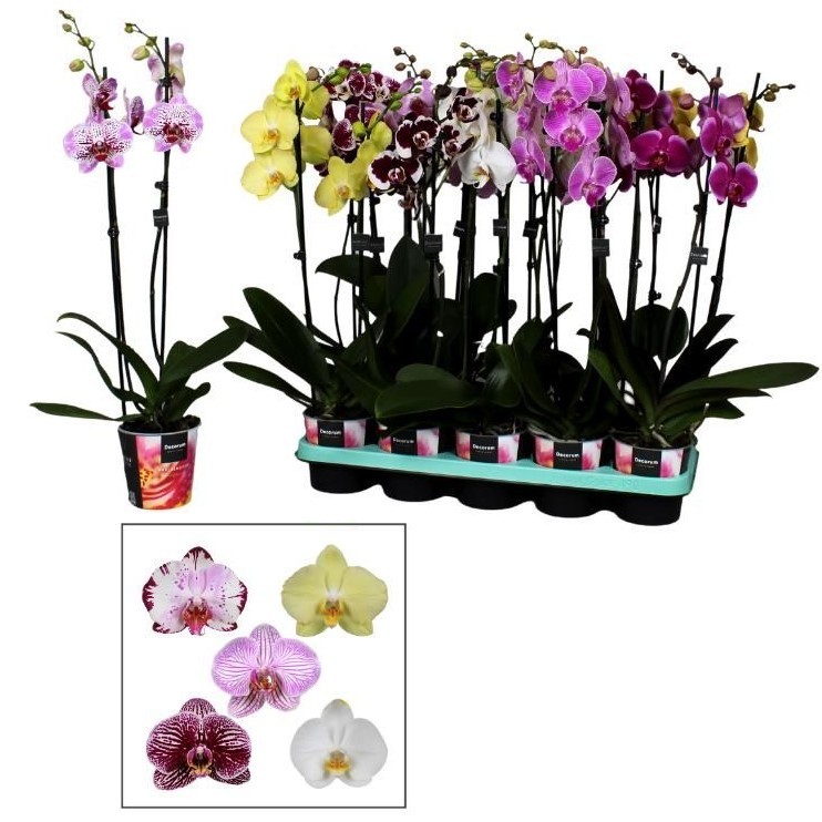 Plants Phalaenopsis 2-tak 16+ mix 55 A1 Decorum NL comprar al por mayor en M-Flowers