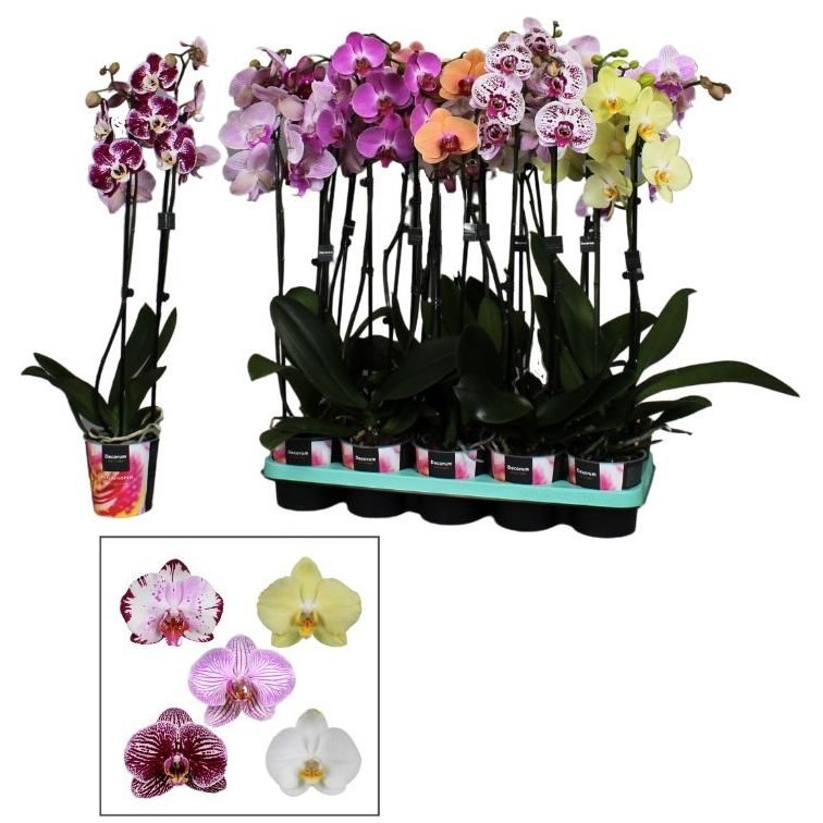 Plants Phalaenopsis 2 tak 16+ mix multicolor 65 A1 Decorum Netherlands buy wholesale on M-Flowers