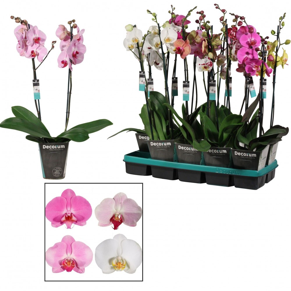 Plants Phalaenopsis 2 tak mix lang 75 A1 Decorum NL купить оптом на M-Flowers