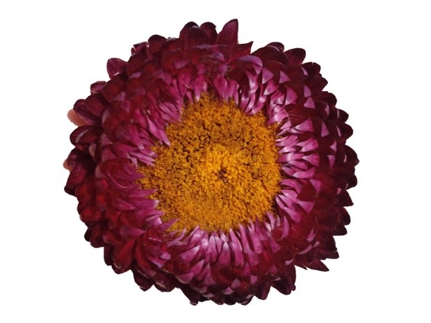 HELYCHRYSUM BURGUNDY 60 A1 Much Flowers EC buy wholesale on M-Flowers