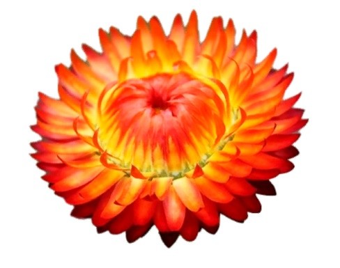 HELYCHRYSUM ORANGE 60 A1 Much Flowers EC buy wholesale on M-Flowers