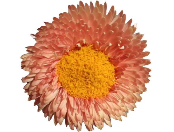 HELYCHRYSUM PEACH 60 A1 Much Flowers EC buy wholesale on M-Flowers