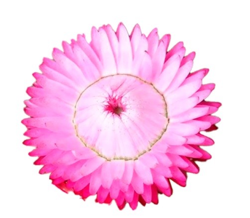 HELYCHRYSUM PINK 60 A1 Much Flowers EC buy wholesale on M-Flowers