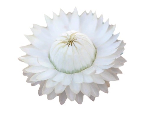 HELYCHRYSUM WHITE 60 A1 Much Flowers EC buy wholesale on M-Flowers