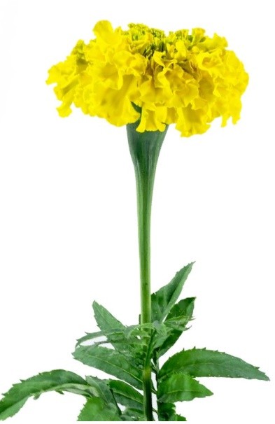 Marigold YELLOW 50 A1 Much Flowers EC comprar al por mayor en M-Flowers