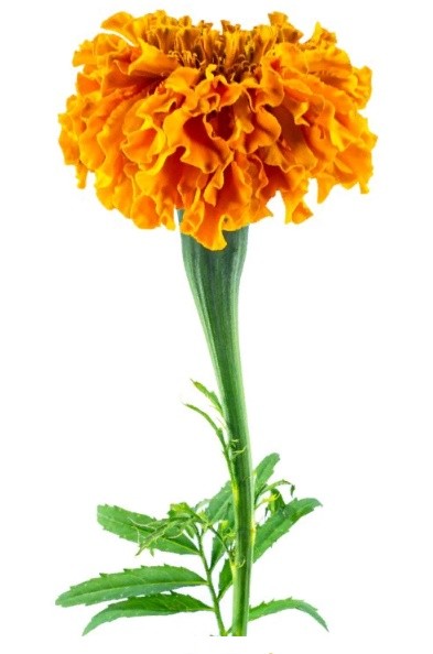 Marigold ORANGE 50 A1 Much Flowers EC buy wholesale on M-Flowers