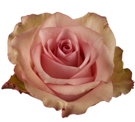Rose Steffi 60 A1 Flower Village EC buy wholesale on M-Flowers