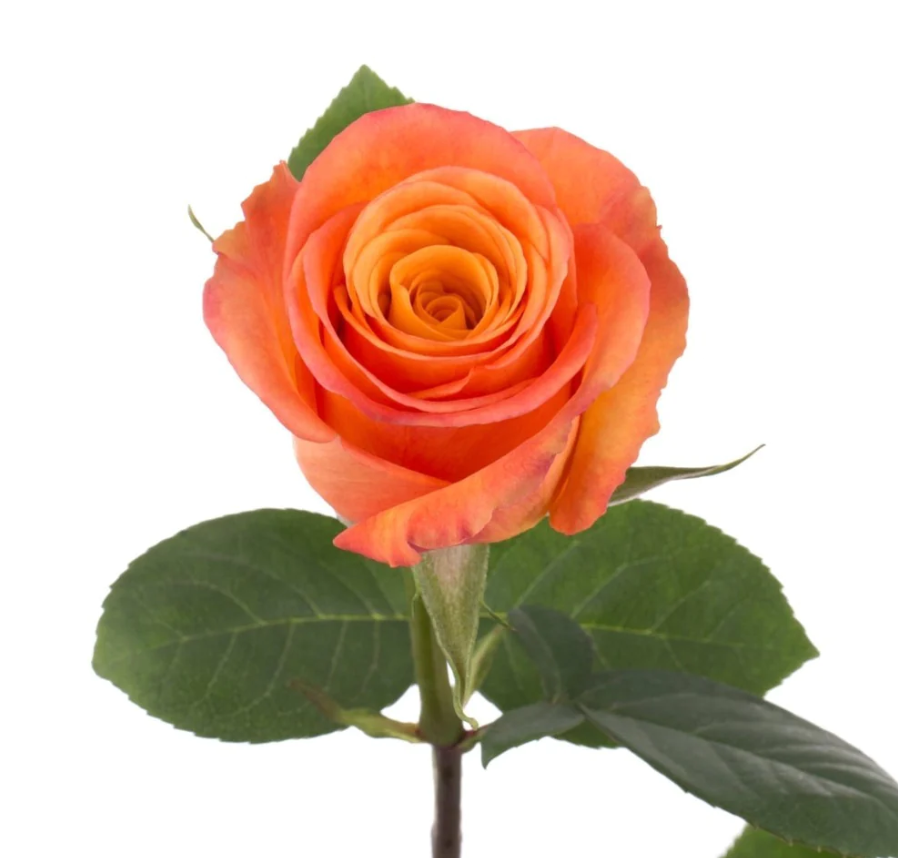 Rose Confidential orange 40 A1 Karen Roses Kenya buy wholesale on M-Flowers