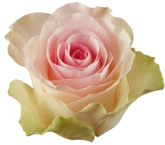 Rose Sweet Lady 50 A1 Flower Village EC buy wholesale on M-Flowers