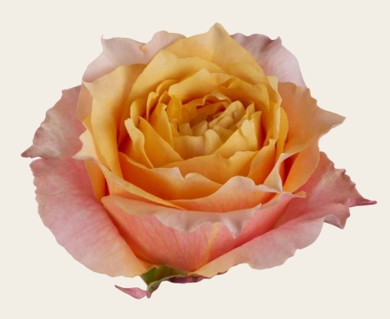 Rose Shine On orange 40 A1 Rose Shine On 40 A1 Flower Village EC buy wholesale on M-Flowers