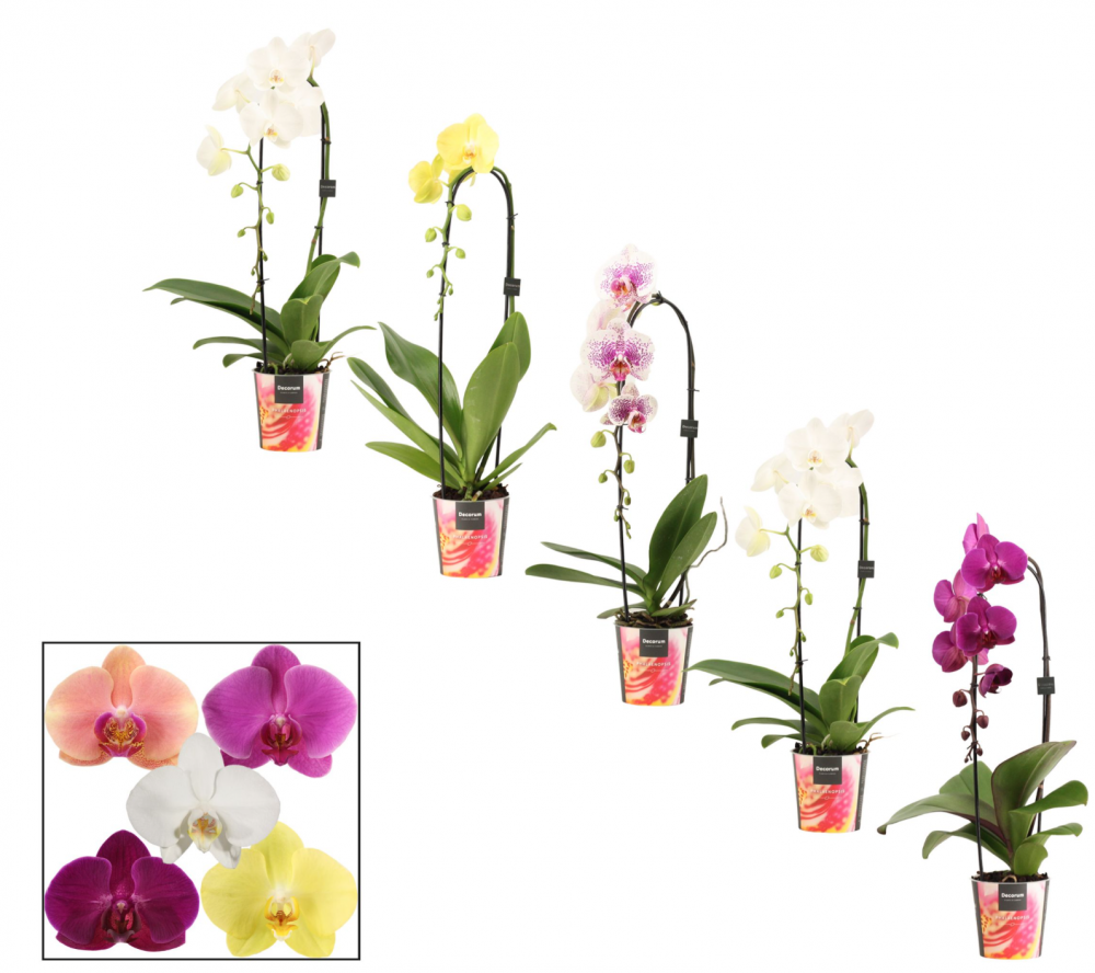 Plants Phalaenopsis cascade 1-tak East Europe mix 55 A1 Decorum NL comprar al por mayor en M-Flowers