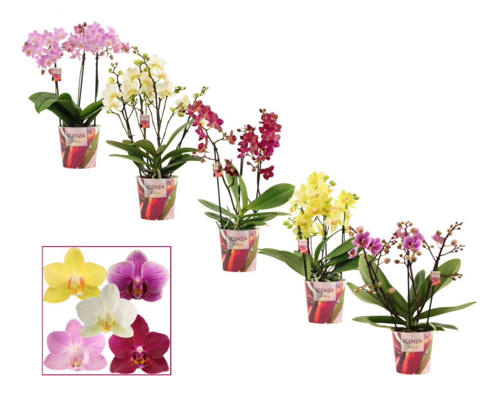 Plants Phalaenopsis dazzling melange 3.4 tak (Scenza) multicolor 35 A1 Decorum Netherlands buy wholesale on M-Flowers