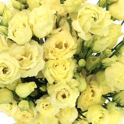 Lisianthus Champagne 80 A1 Dolina Israel IL buy wholesale on M-Flowers