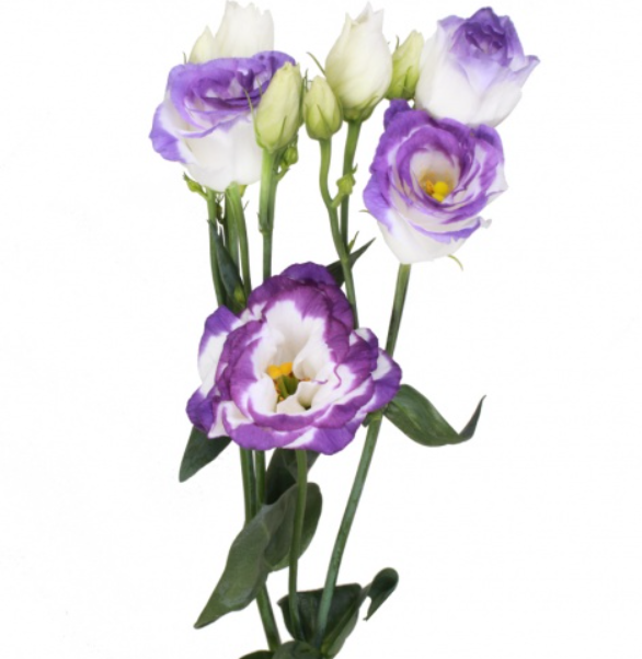 Lisianthus White-Blue 80 A1 Dolina Israel IL buy wholesale on M-Flowers