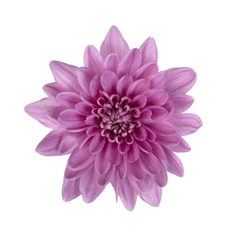 Spray Chrysanthemum Veronica pink 70 A1 Multiflora Colombia comprar al por mayor en M-Flowers