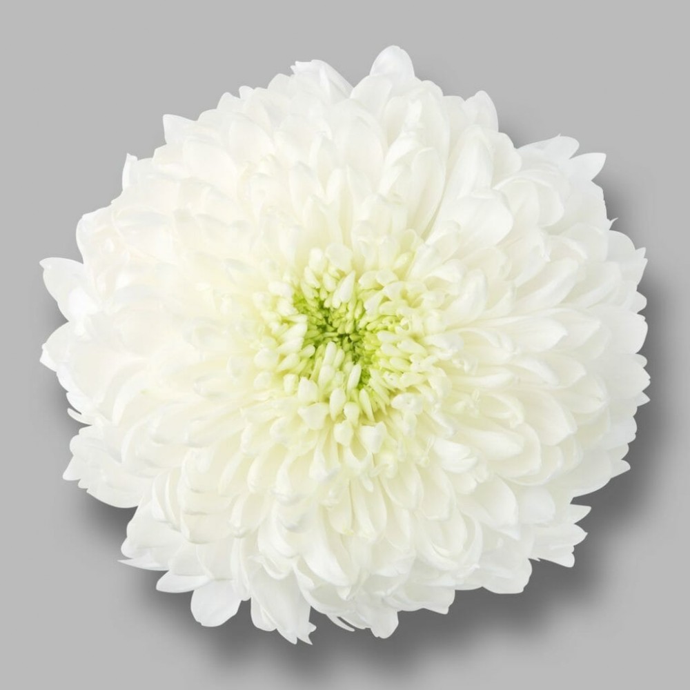 Standard Chrysanthemum magnum white white 70 A1 Much Flowers Ecuador comprar al por mayor en M-Flowers