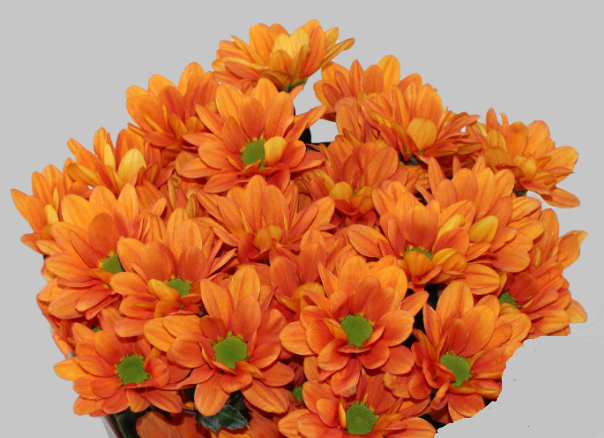 Chr t Kaya 70 A1 Zentoo NL comprar al por mayor en M-Flowers