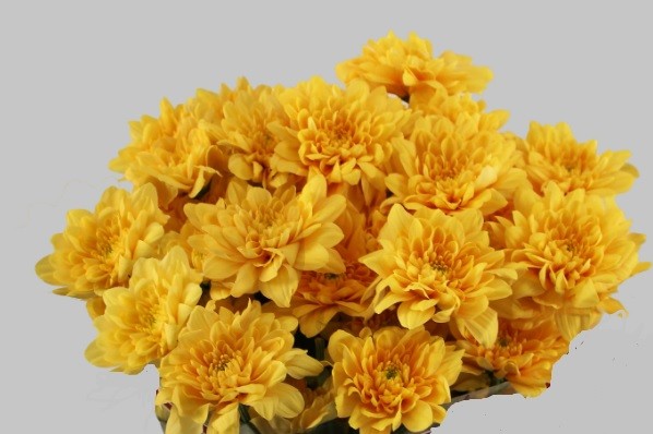 Chr t Pastela orange 70 A1 Zentoo NL buy wholesale on M-Flowers