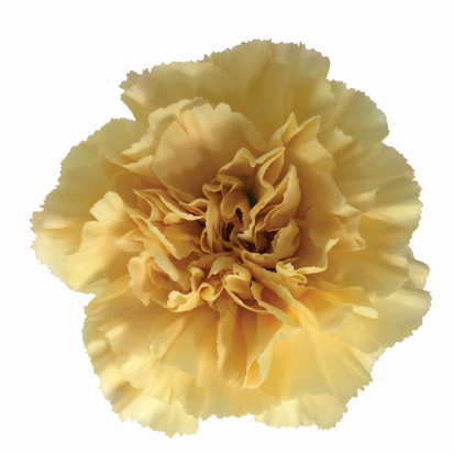 Carnation Caroline peach 70 A1 KM FLOWERS Ecuador купить оптом на M-Flowers