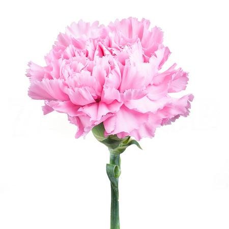 Carnation Lotus 70 A1 TIFLOWER EC comprar al por mayor en M-Flowers