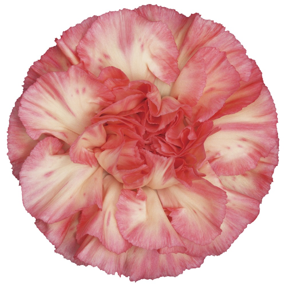 Carnation Spritz 70 A1 KM FLOWERS EC buy wholesale on M-Flowers