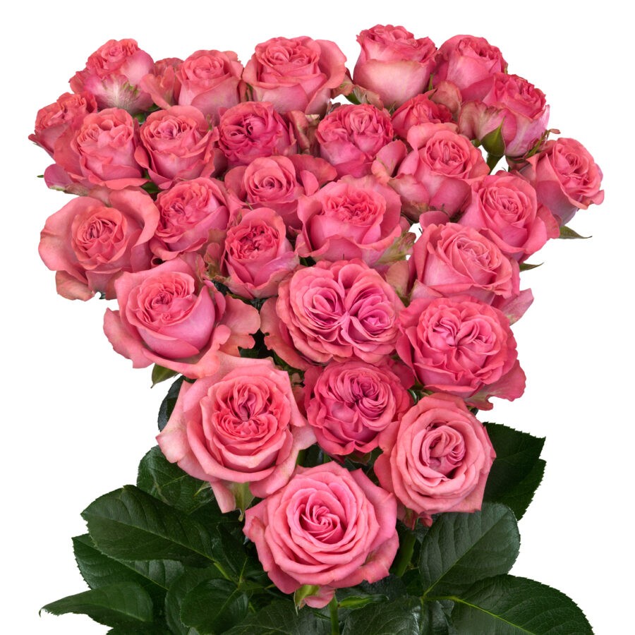 Spray roses Jessy pink 40 A1 Spray roses Jessy 40 A1 RED LANDS ROSES LTD KE comprar al por mayor en M-Flowers