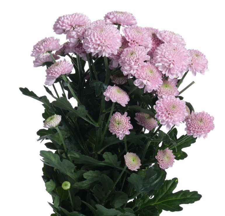 Chr San Ellison Sweet light-pink 55 A1 Vannova Netherlands comprar al por mayor en M-Flowers