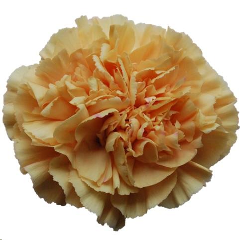 Carnation Caroline Gold orange 60 A1 Carnation Caroline Gold 60 A1 TURFLOR SAS CO купить оптом на M-Flowers