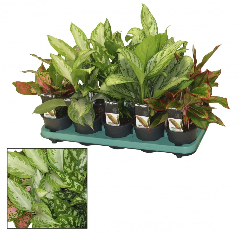 Plants Aglaonema Mix green 35 A1 Decorum Netherlands buy wholesale on M-Flowers