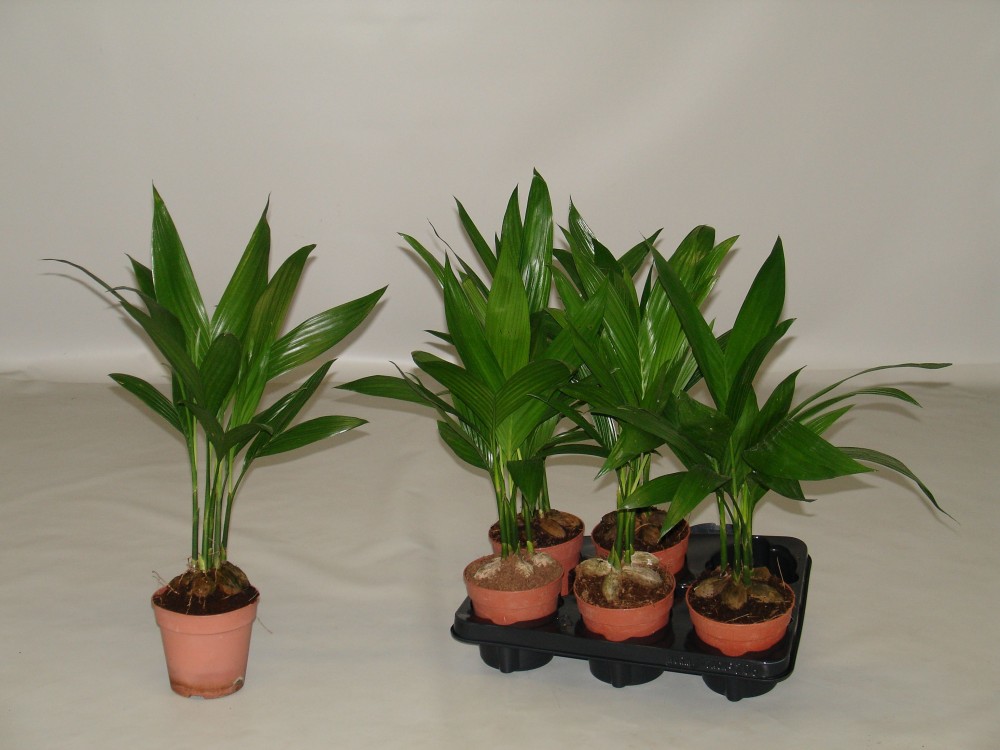 Plants Areca Catechu green 50 A1 Decorum Netherlands buy wholesale on M-Flowers