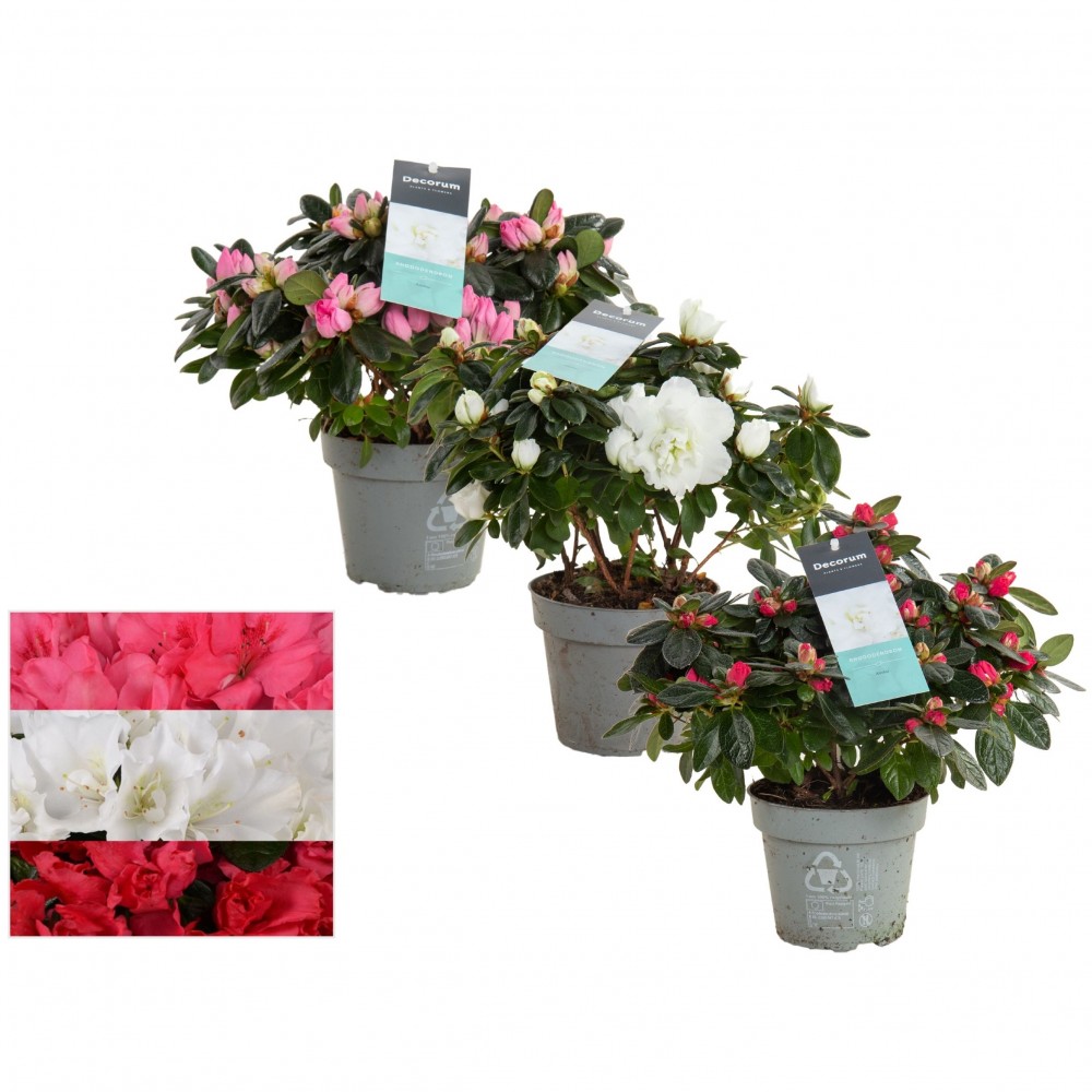 Plants Azalea mix multicolor 25 A1 Decorum Netherlands comprar al por mayor en M-Flowers